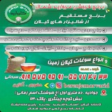 Telegram profile photo for برنج فروشی مرواریدشمال.انواع برنجهای ایرانی با بهترین کیفیت وپایین ترین قیمت.۰۹۱۹۵۷۵۹۵۹۱ (سبحانی)