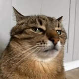Telegram profile photo for ๐๐๐๐๐๐๐ โฐโธ โโ