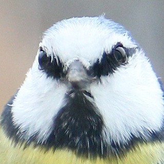 Telegram profile photo for Кормушка