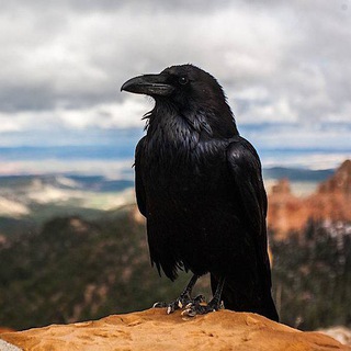 Telegram profile photo for The Raven Corax