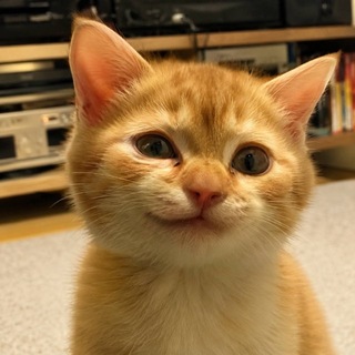 Telegram profile photo for $SIRIUS I The First Bitcoin Cat