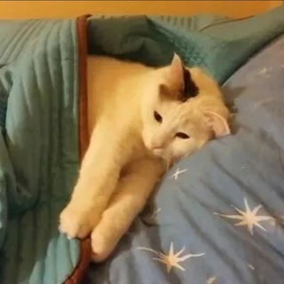 Telegram profile photo for Любимка