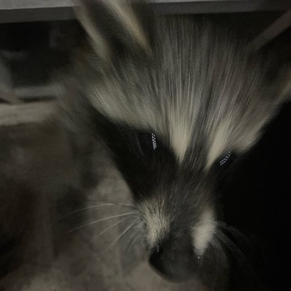 Telegram profile photo for Енотик