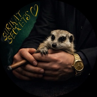 Telegram profile photo for SURIKAT SECRET’S