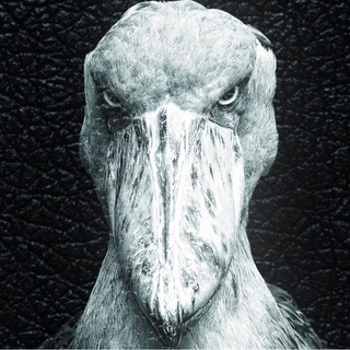 Telegram profile photo for flaance