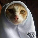 Telegram profile photo for Мастерская Пенёчка Рэдже🦥