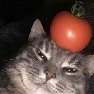 Telegram profile photo for >сільпошний помідор🍅
