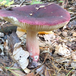 Telegram profile photo for BIOLOGIA I MEDYCYNA