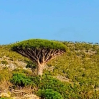Telegram profile photo for عبارات حلوه 2026