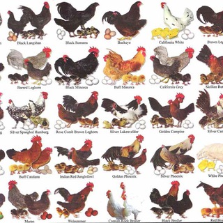 Telegram profile photo for Poultry Farming