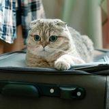 Telegram profile photo for Разбарахляемся на Самгори