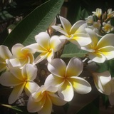 Telegram profile photo for ❤️Frangipani❤️