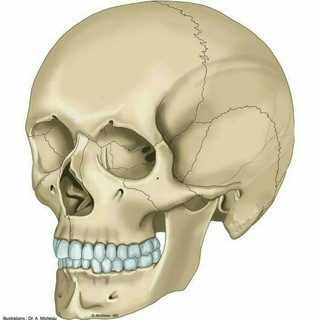 Telegram profile photo for Anatomiya audiodarslik