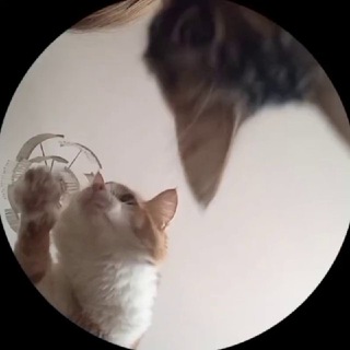 Telegram profile photo for Берлога пич рич