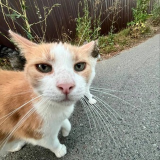 Telegram profile photo for Pink😼
