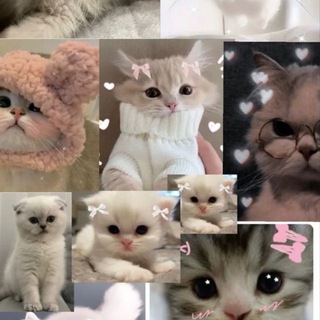 Telegram profile photo for Cat