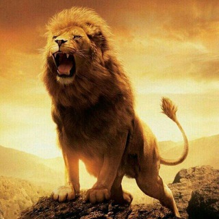 Telegram profile photo for LION$