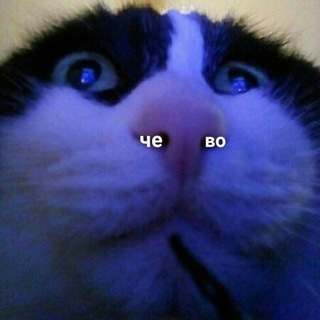 Telegram profile photo for Крадёные мемы