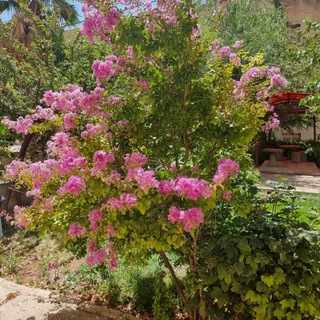 Telegram profile photo for کانال اطلاع رسانی ترم تابستانه ۱۴۰۲ لرستان