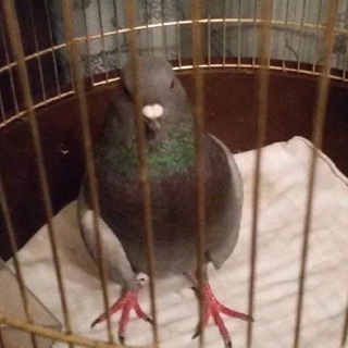 Telegram profile photo for онал шмекси