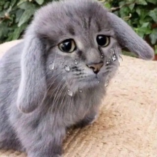 Telegram profile photo for бвук свинарник