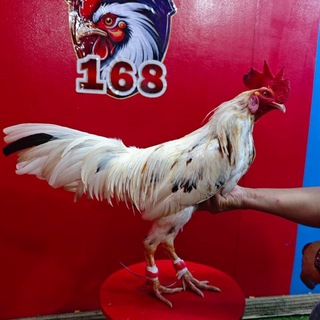 Telegram profile photo for អ្នកប្រយុទ្ធបក្សីកីឡា Channel