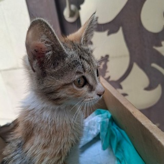 Telegram profile photo for Kitty Updates