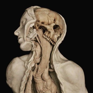 Telegram profile photo for Анатомия для художников|Anathomy for artists