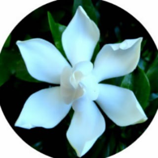 Telegram profile photo for LIGHTPATH