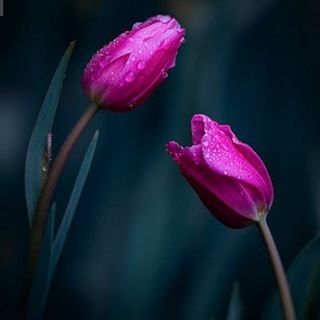 Telegram profile photo for روزمرگی های مژده