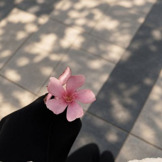Telegram profile photo for - النُـوَر .