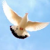 Telegram profile photo for صیرنوشته | امیر عبدالهی