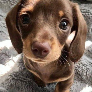 Telegram group profile photo for писи мои