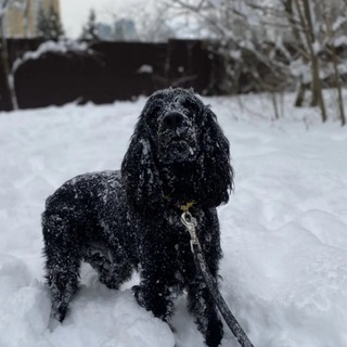 Telegram profile photo for Charlie in the universe