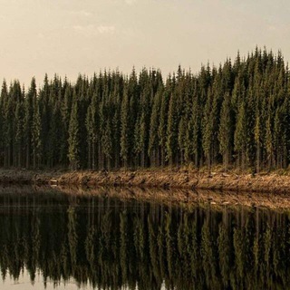 Telegram profile photo for Оптом Строительные товары Лес Пиломатериалы Вагонка Полы Блок Хаус Имитация Бруски ОСП OSB Фанера ДВП ДСП Утеплители 89672265905