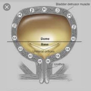 Telegram profile photo for bladder