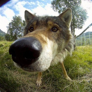 Telegram profile photo for |⊹╬⁽ ۷ལ۲۷ℷ༨ ༼˖“,,»
