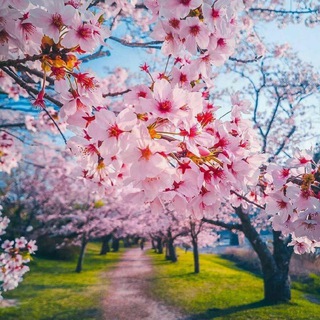 Telegram profile photo for 🧚♀کانال لایک وگیف🧚♀
