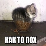 Telegram profile photo for honogurai вроде