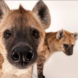Telegram profile photo for кис кис верс