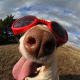 Telegram profile photo for Четвероногий Смех | Юмор | Смешные животные