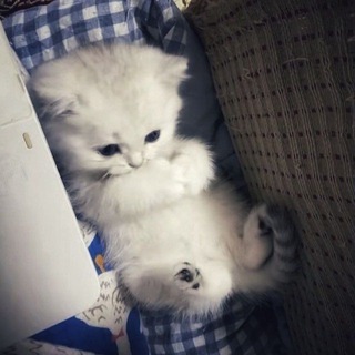 Telegram profile photo for ๐๐๐๐ฝ๐๐ ๐๐ผ๐๐๐๐ !! CEK PIN