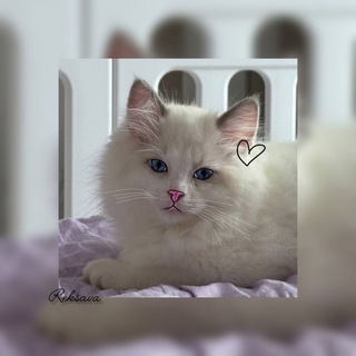 Telegram profile photo for Рексавы🖤