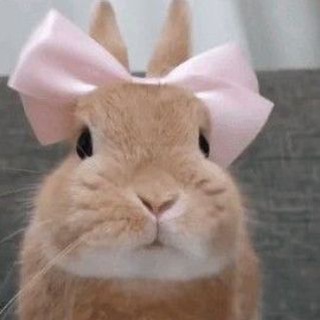Telegram profile photo for 🐇hares/rabbits/bunnies Confessions❕️кролики и зайцы кф
