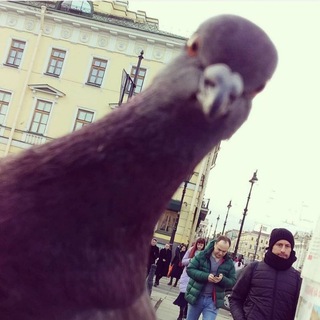 Telegram profile photo for Голубка