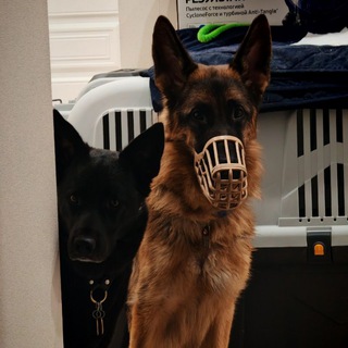 Telegram profile photo for Отряд К9 на диване