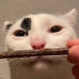 Telegram profile photo for ришáн |АРХИВ