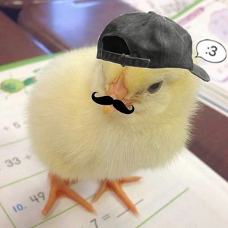 Telegram profile photo for بود