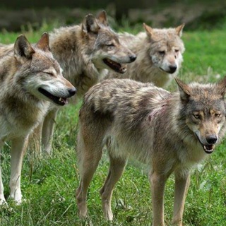Telegram profile photo for Быть частью стаи