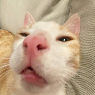Telegram profile photo for Котеки